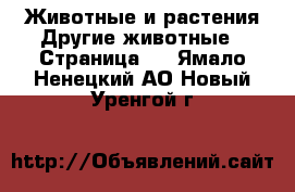 Животные и растения Другие животные - Страница 2 . Ямало-Ненецкий АО,Новый Уренгой г.